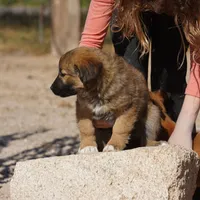 Toes F Sable, a female Akita and McNab Shepherd for sale in Maricopa, AZ – Photo 10 of 10