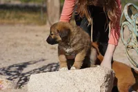 Toes F Sable, a female Akita and McNab Shepherd for sale in Maricopa, AZ – Photo 4 of 8