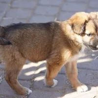 Toes F Sable, a female Akita and McNab Shepherd for sale in Maricopa, AZ – Photo 4 of 10