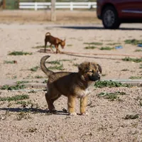 Toes F Sable, a female Akita and McNab Shepherd for sale in Maricopa, AZ – Photo 7 of 10