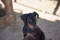 Dobie Blk M, a male Doberman Pinscher for sale in Maricopa, AZ – 2 of 6