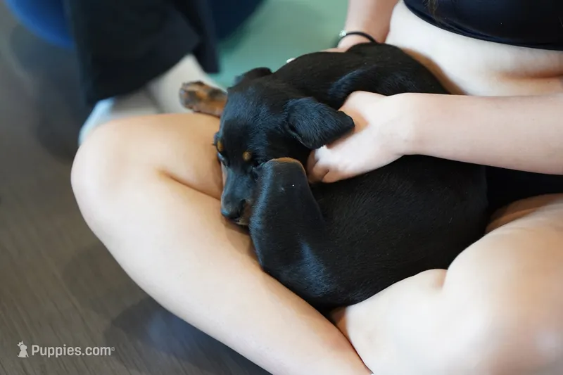 Purple Collar – Rottweiler puppy for sale in Maricopa, AZ