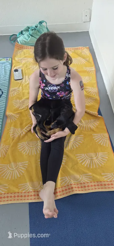 Diabla Blk F – Doberman Pinscher puppy for sale in Maricopa, AZ