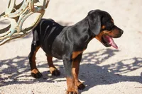 Rott (GenM2), a male Rottweiler for sale in Maricopa, AZ – 9 of 9