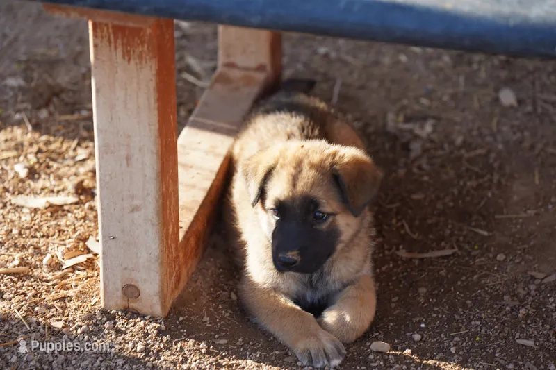McNabsky M sable – Siberian Husky, McNab Shepherd puppy for sale in Maricopa, AZ