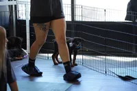 Light Blue Collar, a male Rottweiler for sale in Maricopa, AZ – 1 of 3