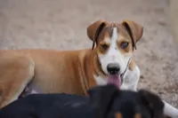 Doberdane (Sparky), a male Doberman Pinscher and Great Dane for sale in Maricopa, AZ – 3 of 10