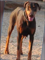 Diabla Red F, a female Doberman Pinscher for sale in Maricopa, AZ – 4 of 5