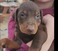 Diabla Red F, a female Doberman Pinscher for sale in Maricopa, AZ – 2 of 5