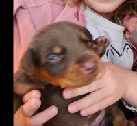 Diabla Red F, a female Doberman Pinscher for sale in Maricopa, AZ – 3 of 5