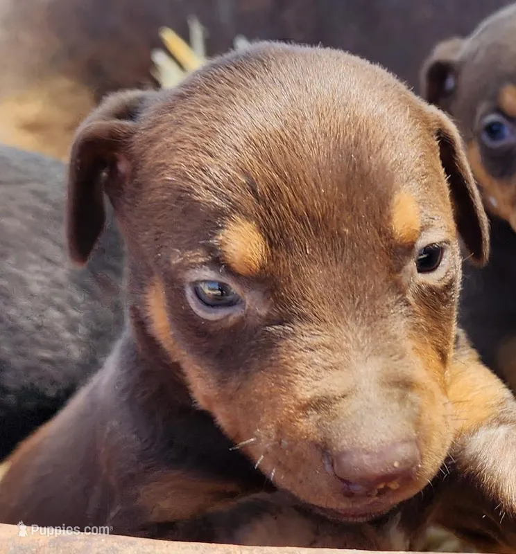 Diabla Red F – Doberman Pinscher puppy for sale in Maricopa, AZ