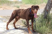Diabla Red F, a female Doberman Pinscher for sale in Maricopa, AZ – 5 of 5