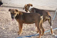Bandogge (Aubrey), a female American Mastiff for sale in Maricopa, AZ – 10 of 10