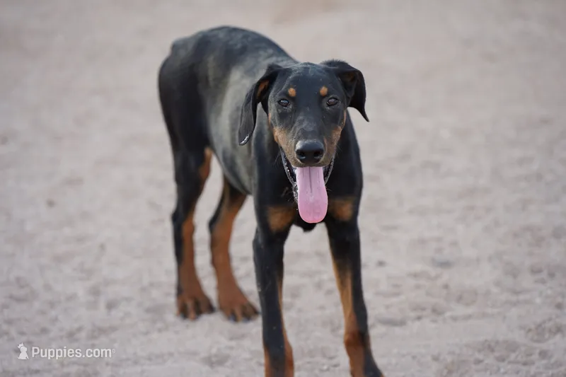 Dobie (Milhouse) – Doberman Pinscher puppy for sale in Maricopa, AZ
