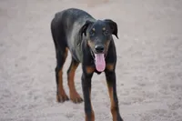 Dobie (Milhouse), a male Doberman Pinscher for sale in Maricopa, AZ – 1 of 10