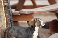Doberdane Tri-color F, a female Doberman Pinscher and Great Dane for sale in Maricopa, AZ – 6 of 10