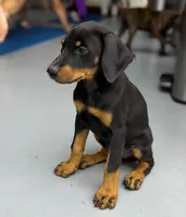 Diabla Blk F, a female Doberman Pinscher for sale in Maricopa, AZ – 6 of 10