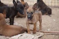 Malinois M, a male Belgian Malinois for sale in Maricopa, AZ – Photo 9 of 9