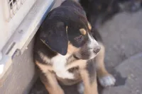 Bandogge Bart, a male American Mastiff for sale in Maricopa, AZ – 10 of 10