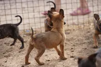 Malinois M, a male Belgian Malinois for sale in Maricopa, AZ – Photo 8 of 9