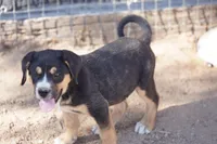 Bandogge Bart, a male American Mastiff for sale in Maricopa, AZ – 8 of 10