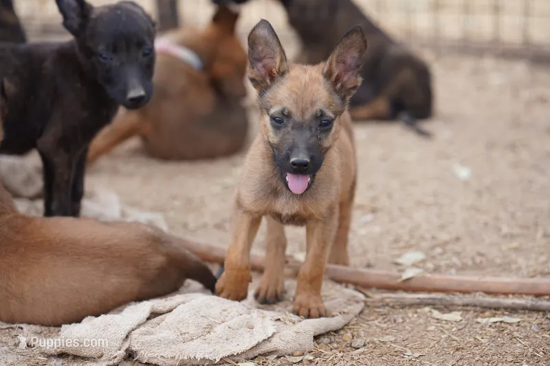 Malinois M – Belgian Malinois puppy for sale in Maricopa, AZ