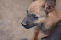 Malinois M, a male Belgian Malinois for sale in Maricopa, AZ – Photo 7 of 9