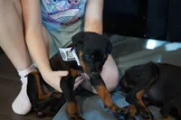 Purple Collar, a female Rottweiler for sale in Maricopa, AZ – 9 of 10