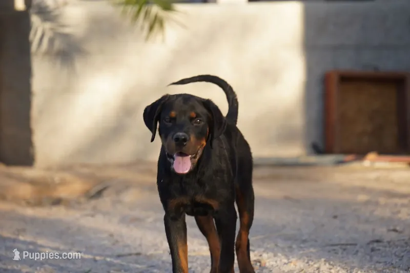 Multi CH Parents Tyrax