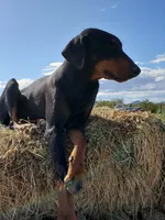 Akira Blk M, a male Doberman Pinscher for sale in Maricopa, AZ – 4 of 4