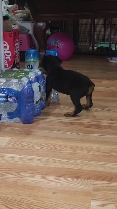 Lucy, a female Rottweiler for sale in Maricopa, AZ – 10 of 10