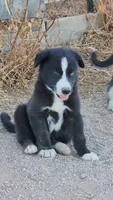 McNabsky F blu eye, a female Siberian Husky and McNab Shepherd for sale in Maricopa, AZ – 4 of 6