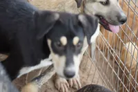 Bansky (Tri), a male Siberian Husky and American Mastiff for sale in Maricopa, AZ – 4 of 10