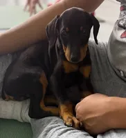 Diabla Blk F, a female Doberman Pinscher for sale in Maricopa, AZ – 3 of 10