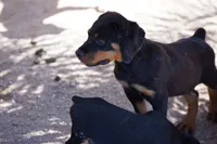 Vermithor, a male Rottweiler for sale in Maricopa, AZ – 8 of 8