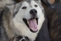 Bansky (Pinto), a female Siberian Husky and American Mastiff for sale in Maricopa, AZ – 6 of 7
