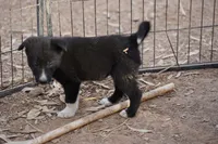 McNabsky M black, a male Siberian Husky and McNab Shepherd for sale in Maricopa, AZ – 6 of 10