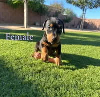 Akira Blk F, a female Doberman Pinscher for sale in Maricopa, AZ – 7 of 10
