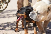 Rott (GenM2), a male Rottweiler for sale in Maricopa, AZ – 5 of 9