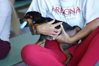 Romeo, a male Rottweiler for sale in Maricopa, AZ – 10 of 10