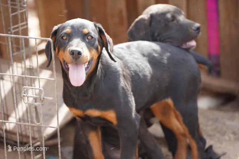 Angel F1 – Rottweiler puppy for sale in Maricopa, AZ