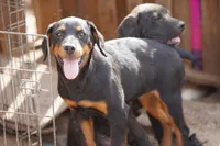 Angel F1, a female Rottweiler for sale in Maricopa, AZ – 1 of 9