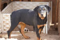 Angel F1, a female Rottweiler for sale in Maricopa, AZ – 8 of 9