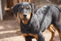 Angel F1, a female Rottweiler for sale in Maricopa, AZ – 7 of 9