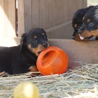 Angel F1, a female Rottweiler for sale in Maricopa, AZ – Photo 1 of 5