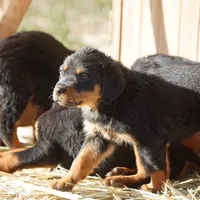 Angel F1, a female Rottweiler for sale in Maricopa, AZ – Photo 2 of 5