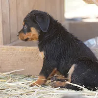 Angel F1, a female Rottweiler for sale in Maricopa, AZ – Photo 3 of 5