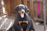 Angel F1, a female Rottweiler for sale in Maricopa, AZ – 9 of 9