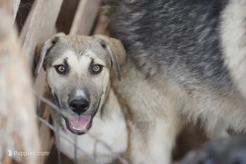 Bansky (B3) – Siberian Husky, American Mastiff puppy for sale in Maricopa, AZ
