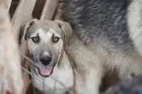 Bansky (B3), a female Siberian Husky and American Mastiff for sale in Maricopa, AZ – 1 of 10
